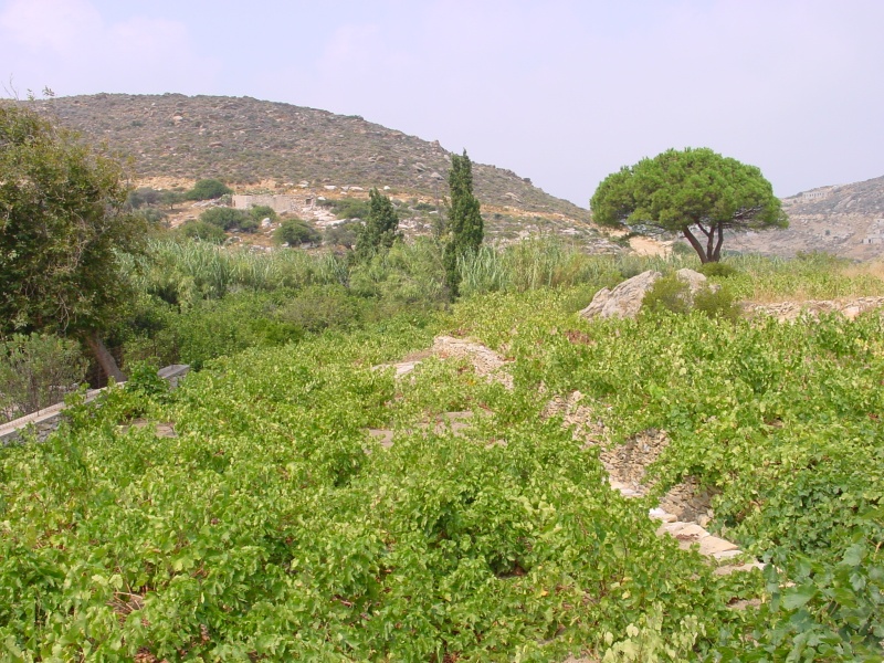 Naxos Weinfeld naehe Marmorstatue (Kouros).JPG -                                